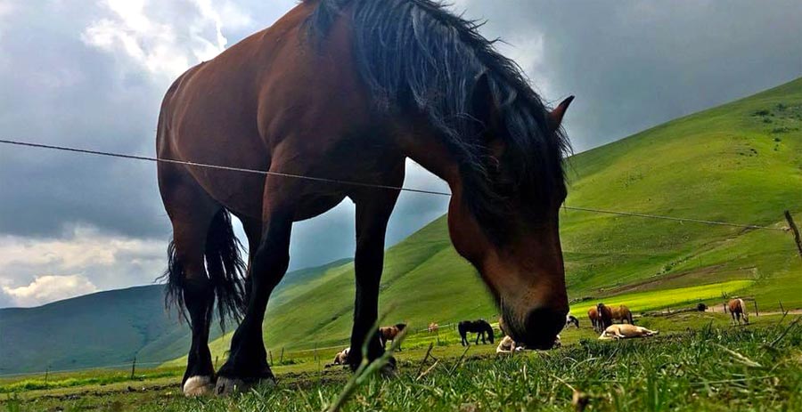 castelluccio norcia 2245